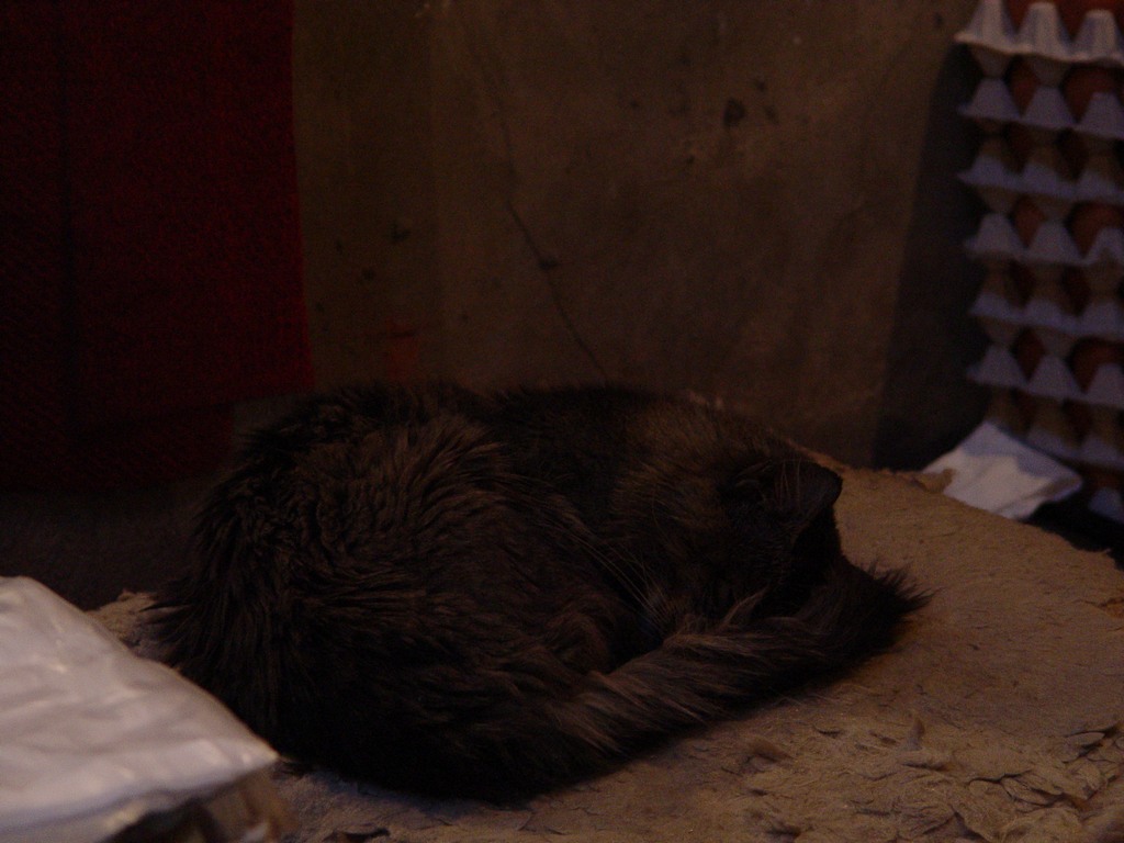 dsc03667.jpg