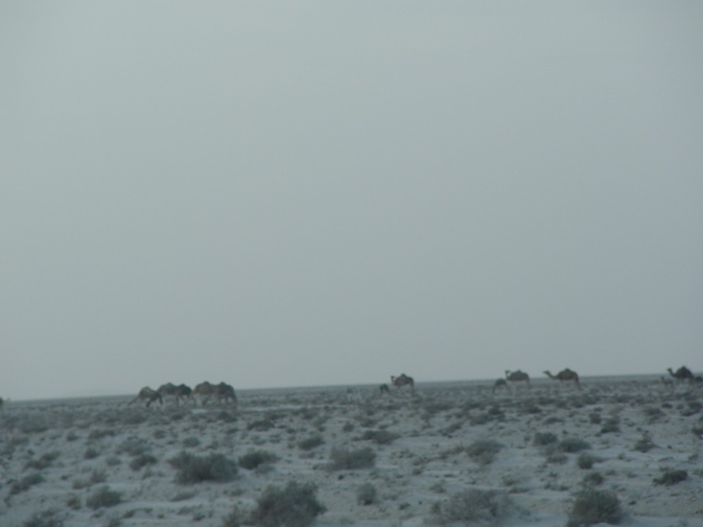 dsc04205.jpg