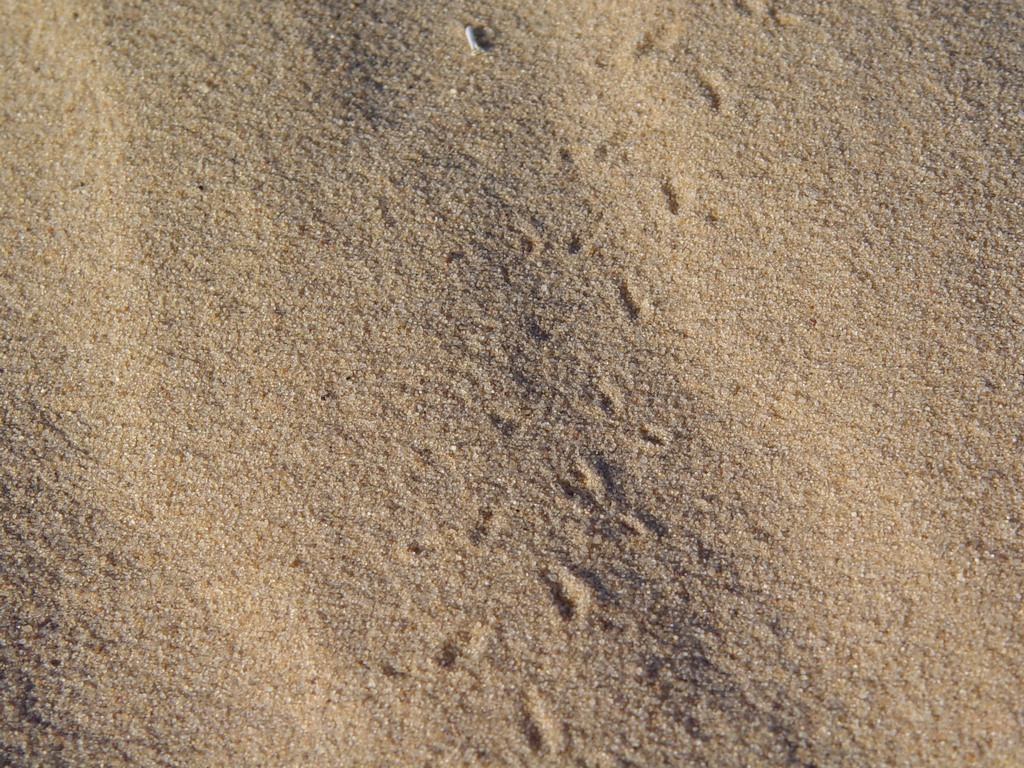 dsc04472.jpg