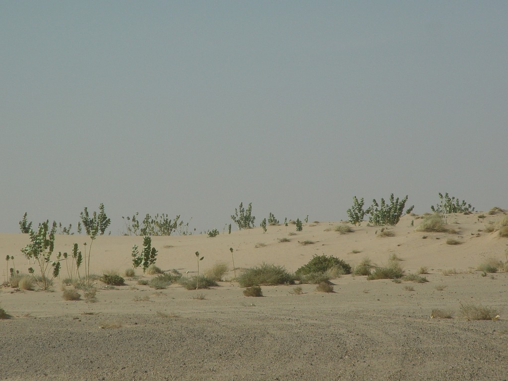 dsc04530.jpg