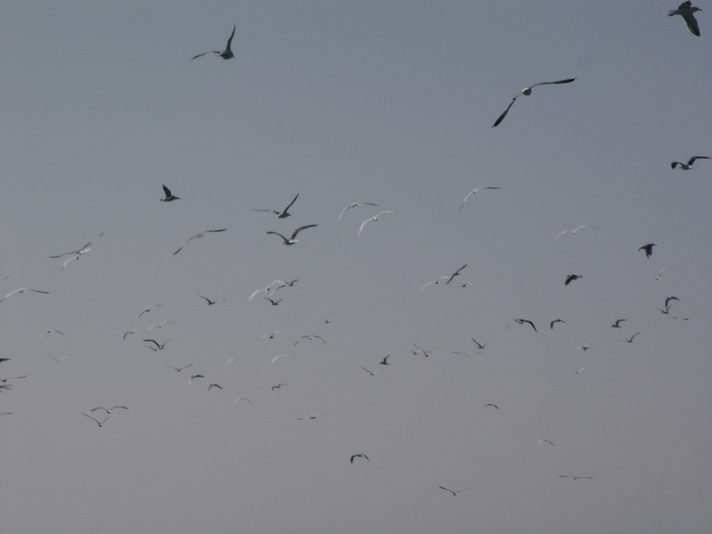 dsc04598.jpg