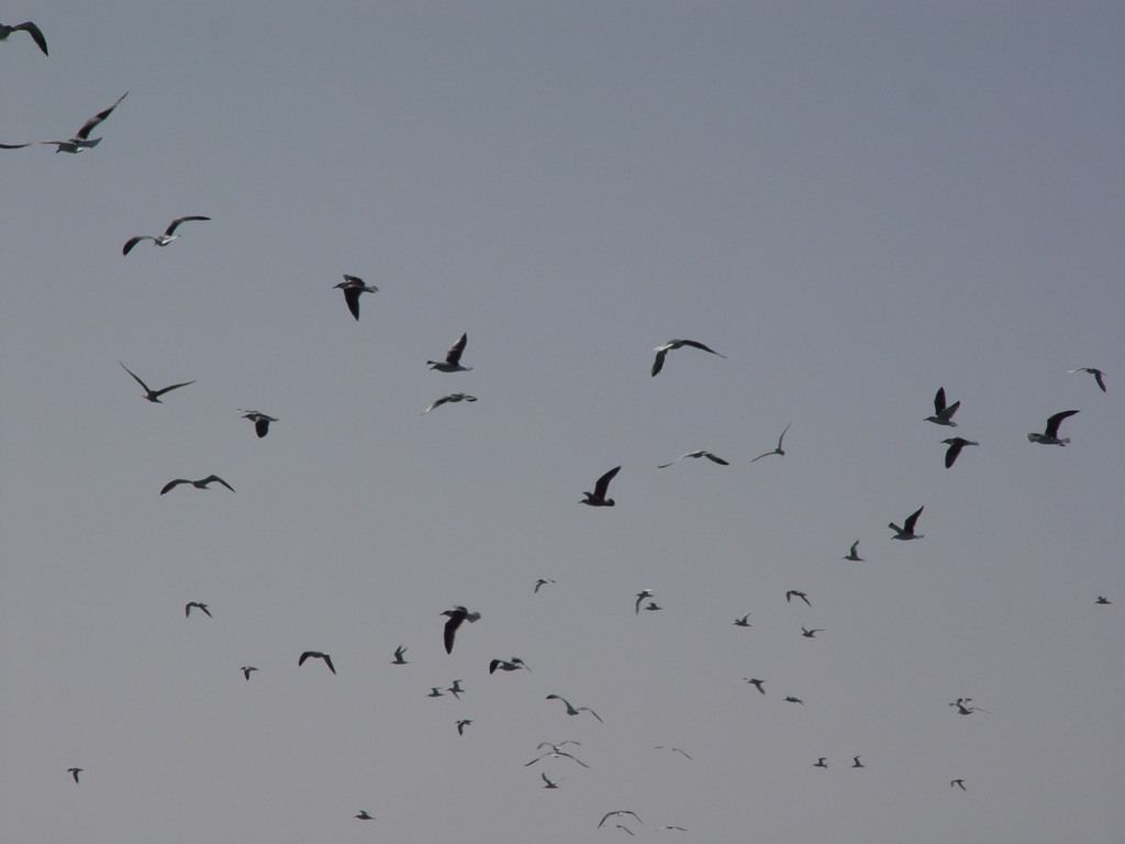 dsc04599.jpg