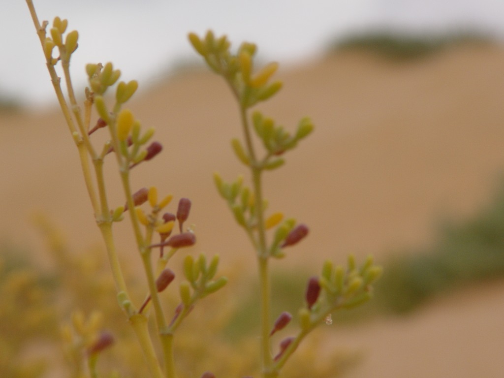 dsc04699.jpg
