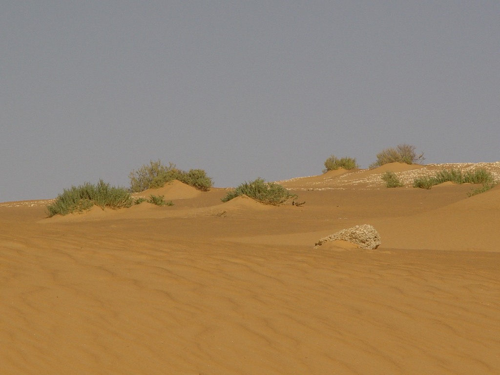 dsc04771.jpg