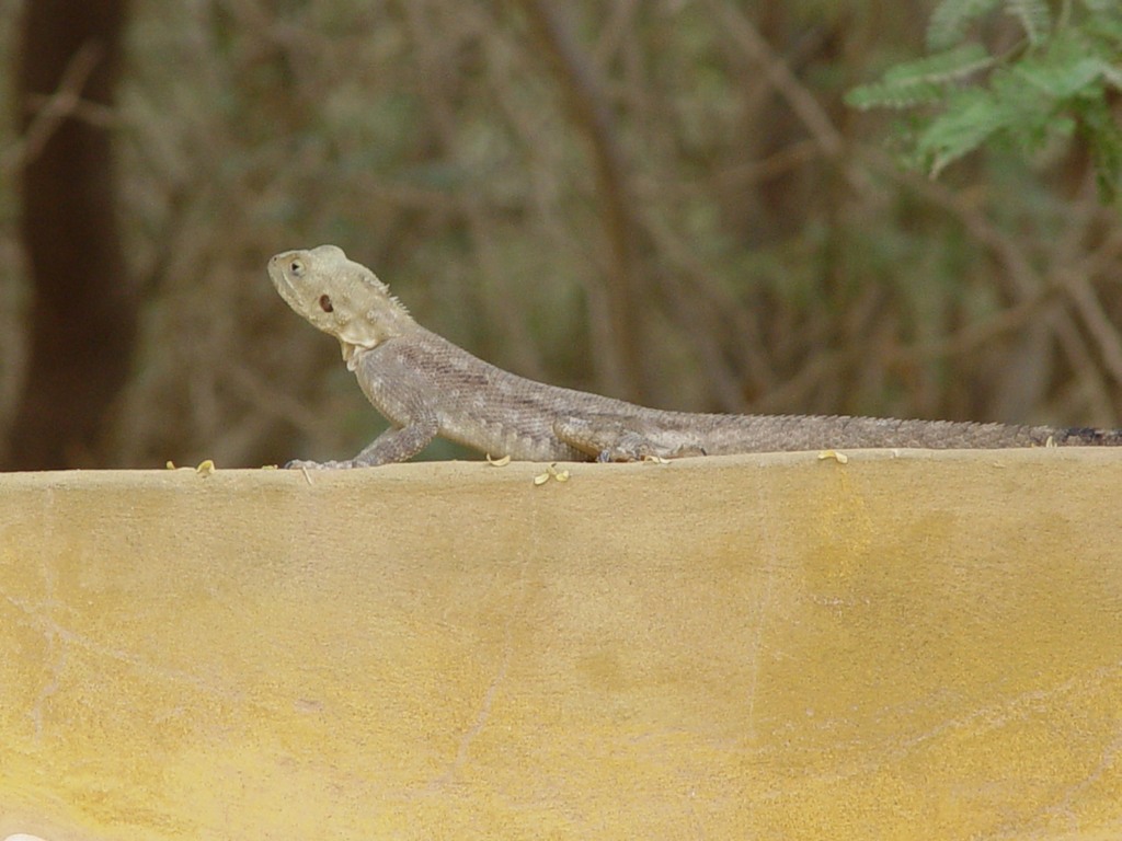 dsc05232.jpg
