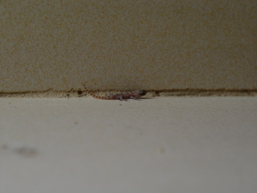 dsc05262.jpg