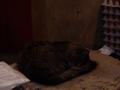 dsc03667.jpg