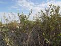dsc04009.jpg