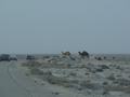 dsc04208.jpg