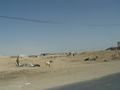 dsc04326.jpg
