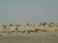 dsc04530.jpg