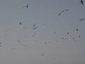 dsc04598.jpg