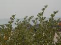 dsc04685.jpg