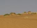 dsc04771.jpg