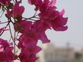 dsc04861.jpg