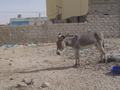 dsc04881.jpg