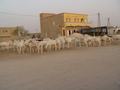 dsc04963.jpg