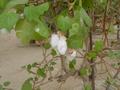 dsc05242.jpg