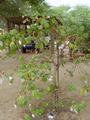 dsc05243.jpg