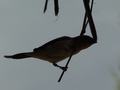 dsc05257.jpg