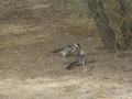 dsc05259.jpg